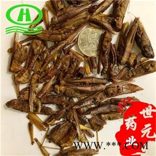 世元药业 蝗虫 每包500克 别称 蚂蚱 飞蝗 飞蛩 蝗蝻 蚱蜢 草蜢图2