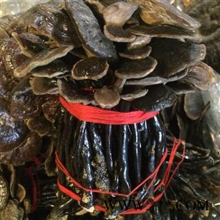 灵芝竹灵芝越南竹灵芝一公斤起售专注品质,诚信信邦!图2