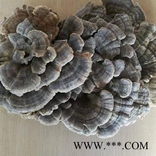云芝 木灵芝 树蛇 瓦菌 灰芝 黄云芝 正品保证质量7天无理由退货退款 华安堂图2