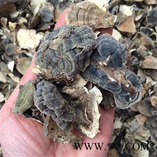 云芝 木灵芝 树蛇 瓦菌 灰芝 黄云芝 正品保证质量7天无理由退货退款 华安堂图3