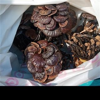 丽丽药业 灵芝竹灵芝中药材批发正品保证实图拍照7天无理由退货退款图3