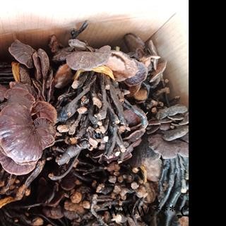 丽丽药业 灵芝竹灵芝中药材批发正品保证实图拍照7天无理由退货退款图2