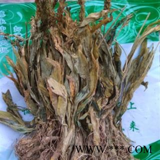 安祁名药正品见血清 见血青 立地好 羊耳蒜图2