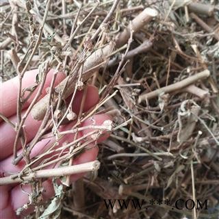 安祁名药正品黄花稔  梅肉草图2