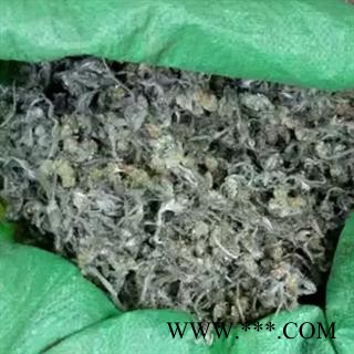 安祁名药正品鼠曲草 佛耳草图2