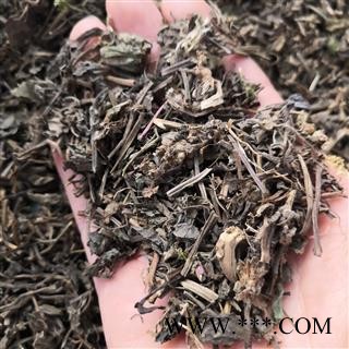 安祁名药正品野生筋骨草 四棱筋骨草  四棱草 箭羽草图2