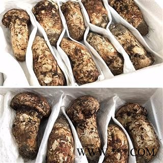【顺丰包邮】新鲜松茸全规格齐全现货特价批发带包装3~5cm、7~9cm、9~12cm、12~15cm冰袋冷藏川蜀山农中药材批发图2