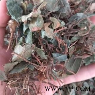 安祁名药中药材矮地茶 平地木图2