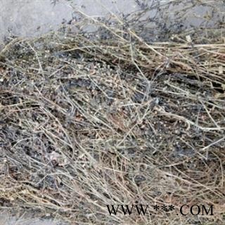 安祁名药正品水线草 伞房花耳草图2