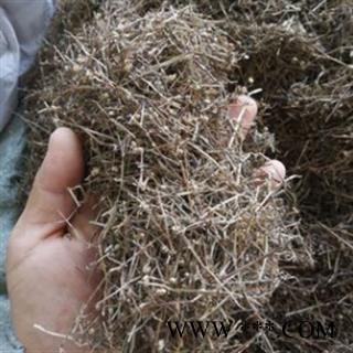 安祁名药白花蛇舌草图2