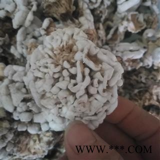 安祁名药优质雪莲菌  天山雪莲菌 藏灵菇图3