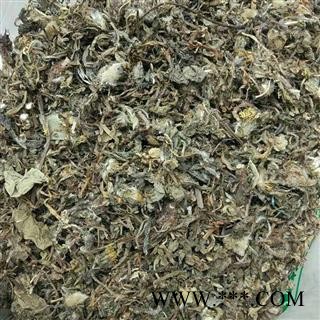 蒲公英 野生蒲公英 根带叶 干净 过筛子 切片 产地 河南省图3