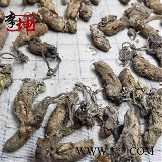 【包邮有大货】金蝉花选货 野生 金蝉花 土蝉花  正品蝉花 蝉蛹大虫草图4