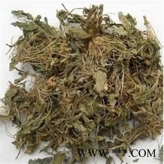 紫花地丁 01 紫花地丁 统 产地 河北省图2