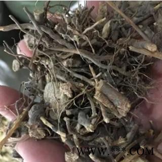 安祁名药正品 茅梅根 红梅消 三月泡根 小叶 蛇泡筋 拦路蛇 刺菠根图2