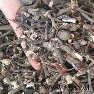 安祁名药正品血党 小罗伞 珍珠盖伞 散血丹图2