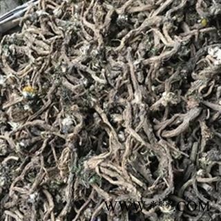 安祁名药野生蒲公英 根 各种规格齐全图2