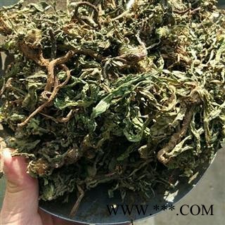 蒲公英 野生蒲公英绿色统货 随着时间颜色也会有变 产地 河南省南阳市宛城区图4