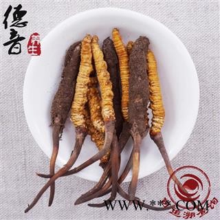 【预售】冬虫夏草 新鲜虫草0.7-0.8g 产地 西藏自治区 中药材批发 规格齐全图2