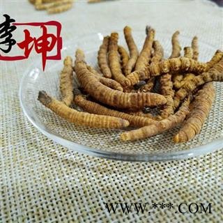 【包邮】冬虫夏草 大肉节子虫草 色泽饱满 无硫新货  产地直供 品质保证【良心经营 品种齐全】图3