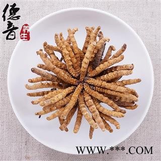 【满包邮】冬虫夏草5条/克 产地西藏那曲 中药材批发 规格齐全图4