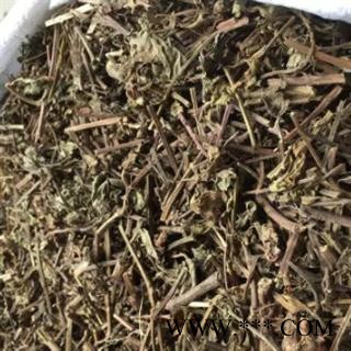 安祁名药正品猫须草 肾草 肾茶图3
