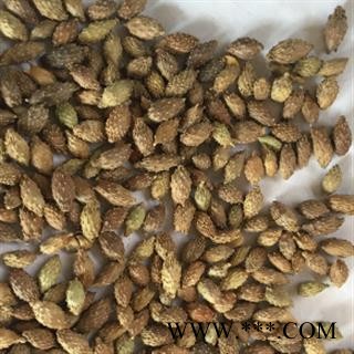 安祁名药正品苍耳  内蒙古后期货图1