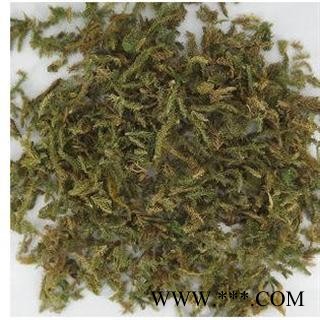 伸筋草 选片 产地 四川省图2