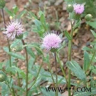 小蓟 小蓟 统 产地 湖北省襄阳市谷城县图2