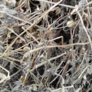 安祁名药正品漆姑草 地松星 珍珠草漆骨草图2