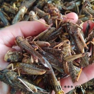 安祁名药中药材饿蚂蝗 蝗虫 蚂蚱图2