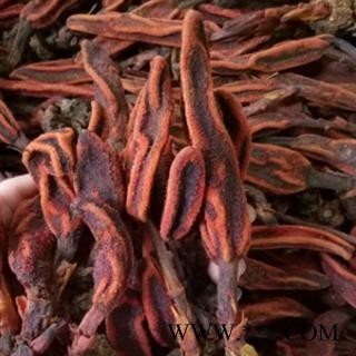 安祁名药正品野生草苁蓉 回春草图2