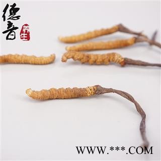 【满包邮】冬虫夏草2.5条/克 产地西藏那曲 中药材批发 规格齐全图2