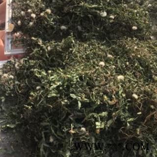 安祁名药野生蒲公英 天然新货图2