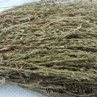 独脚金 01 独脚金 产地 福建省图3