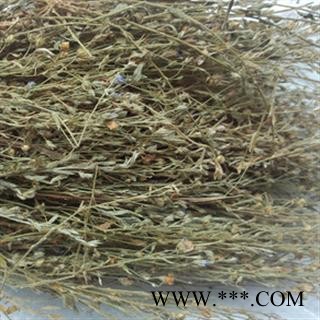 独脚金 01 独脚金 产地 福建省图2