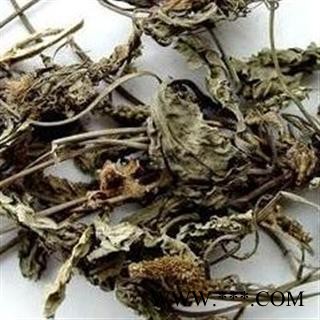 蒲公英 无花公英 产地 山东省图2