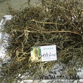 叶下珠 精品货 产地 四川省成都市双流县图2