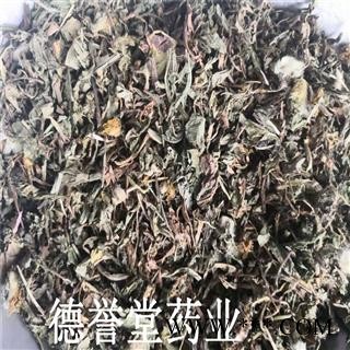 公英 蒲公英 产地 安徽 德誉堂药业批发各种中药材图4