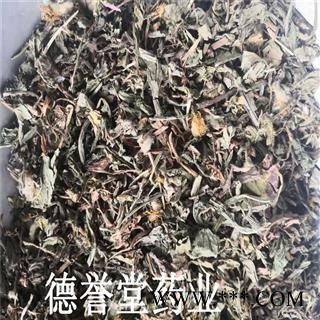 公英 蒲公英 产地 安徽 德誉堂药业批发各种中药材图2
