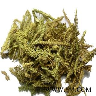 【录建药业】新货伸筋草1000克 颜色青 产地直销 重在品质 过筛无杂质   规格齐全 批发零售抓方打粉图2