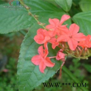 红花丹 紫雪花 紫花丹  谢三娘 价格电谈 正品保证质量7天无理由退货退款 华安堂图2