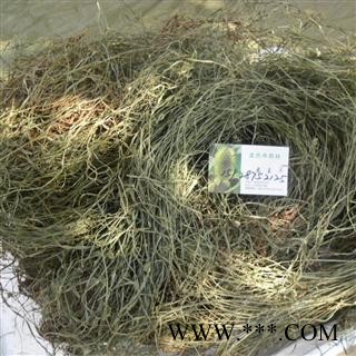 寒气草，水蜈蚣，龙吐珠，雷公草，散寒草，水香附 精品 产地 四川省成都市双流县图2