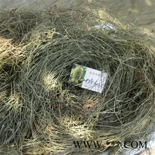 寒气草，水蜈蚣，龙吐珠，雷公草，散寒草，水香附 精品 产地 四川省成都市双流县图4