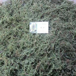 鹅不食草精品 统 产地 四川省成都市双流县图3