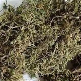 鹅不食草 统货 2020 产地 河南省南阳市方城县图2