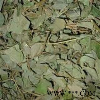 【录建药业】金钱草 大叶金钱草 产地 广西壮族自治区图4