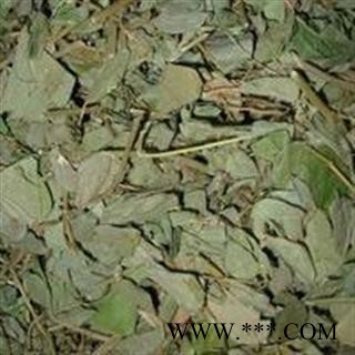 【录建药业】金钱草 大叶金钱草 产地 广西壮族自治区图3