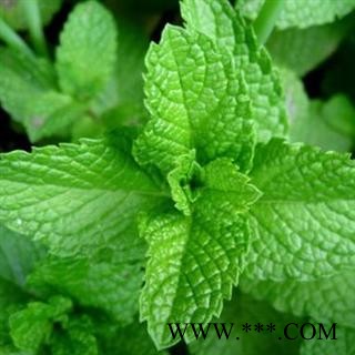 薄荷今年新货 青色 产地 山东省菏泽市鄄城县舜王城药市图4