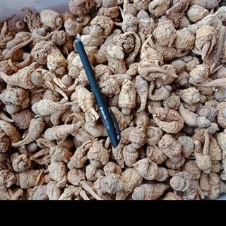 丽丽药业 黄玛卡 中药材批发 丽江黄玛卡黄玛卡个子正品保证实图拍照7天无理由退货退款图2